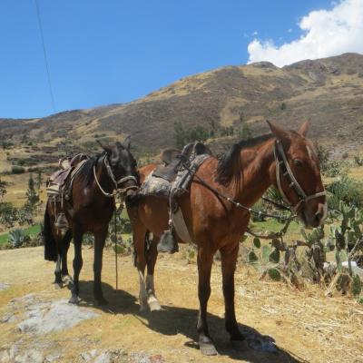 Cordillère blanche : à cheval