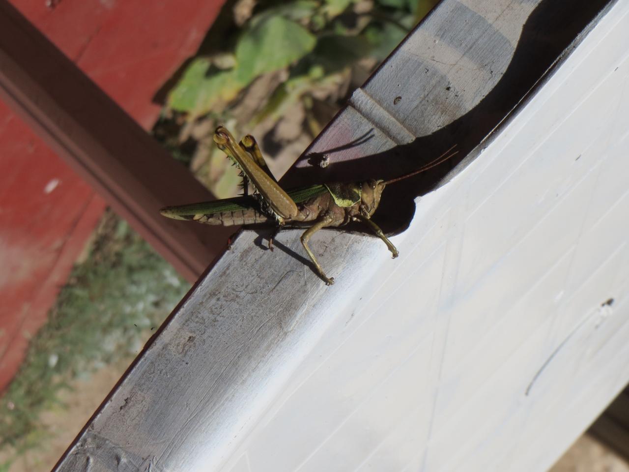Señor 
