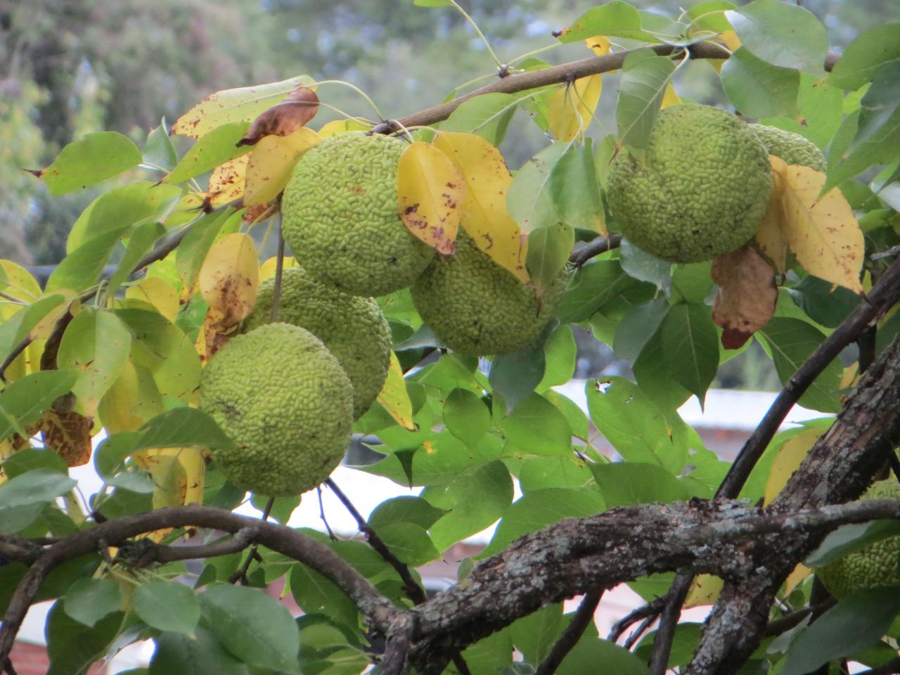 Trapiche
