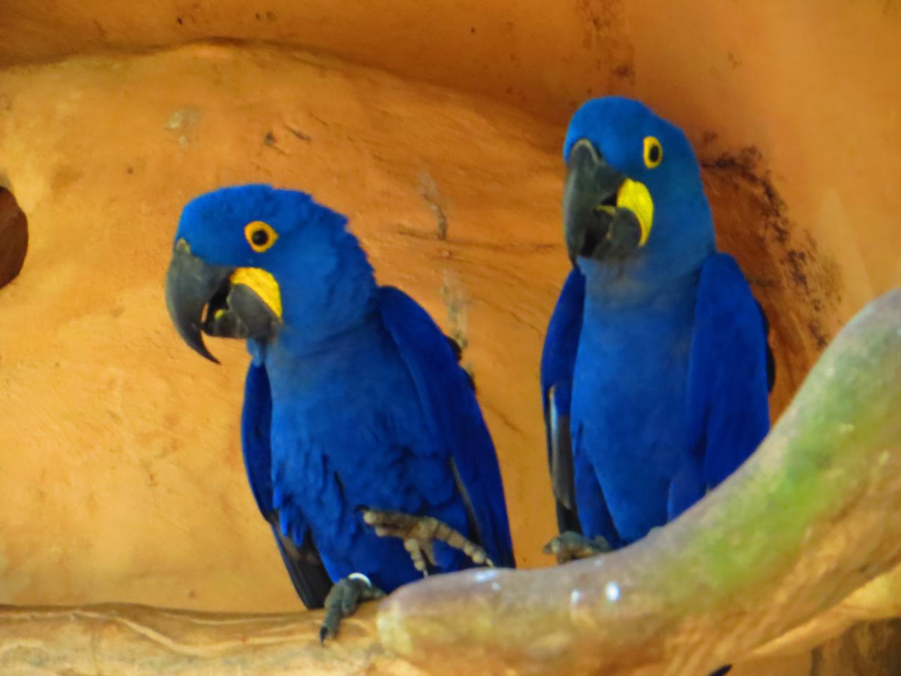 Le parc aux oiseaux (côté brésilien)