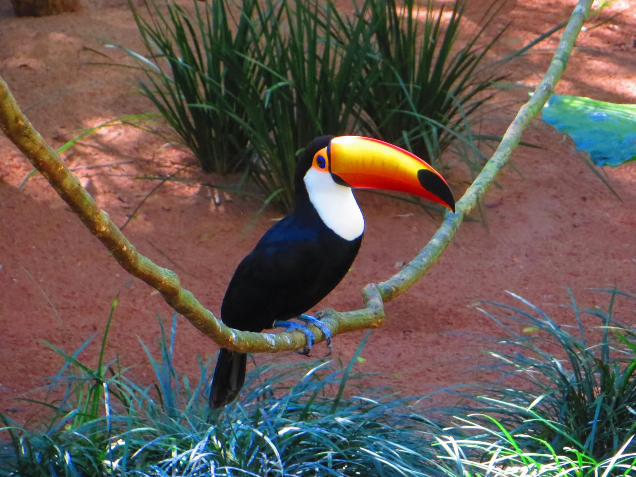 Le parc aux oiseaux (côté brésilien)