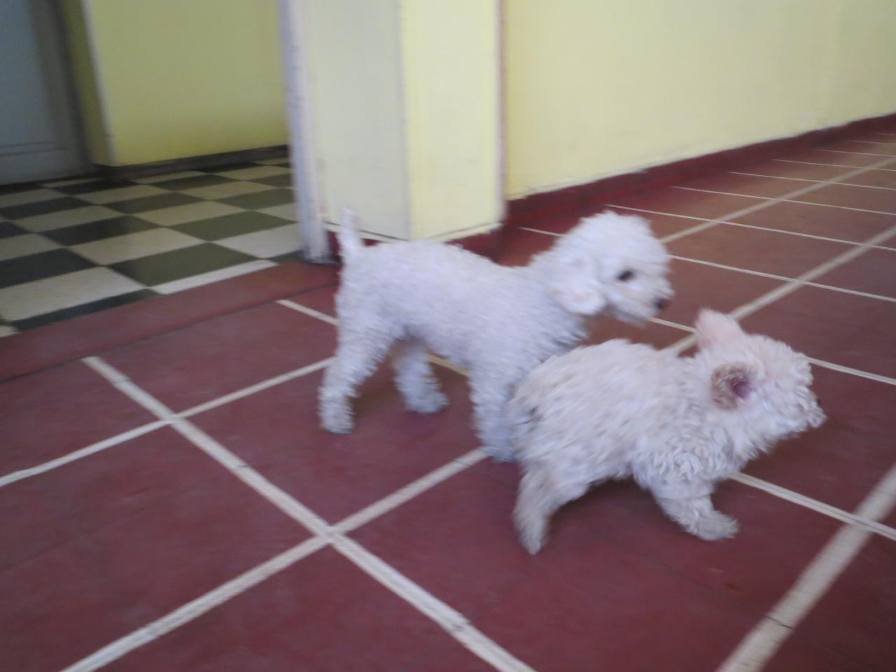 Les petits chiens