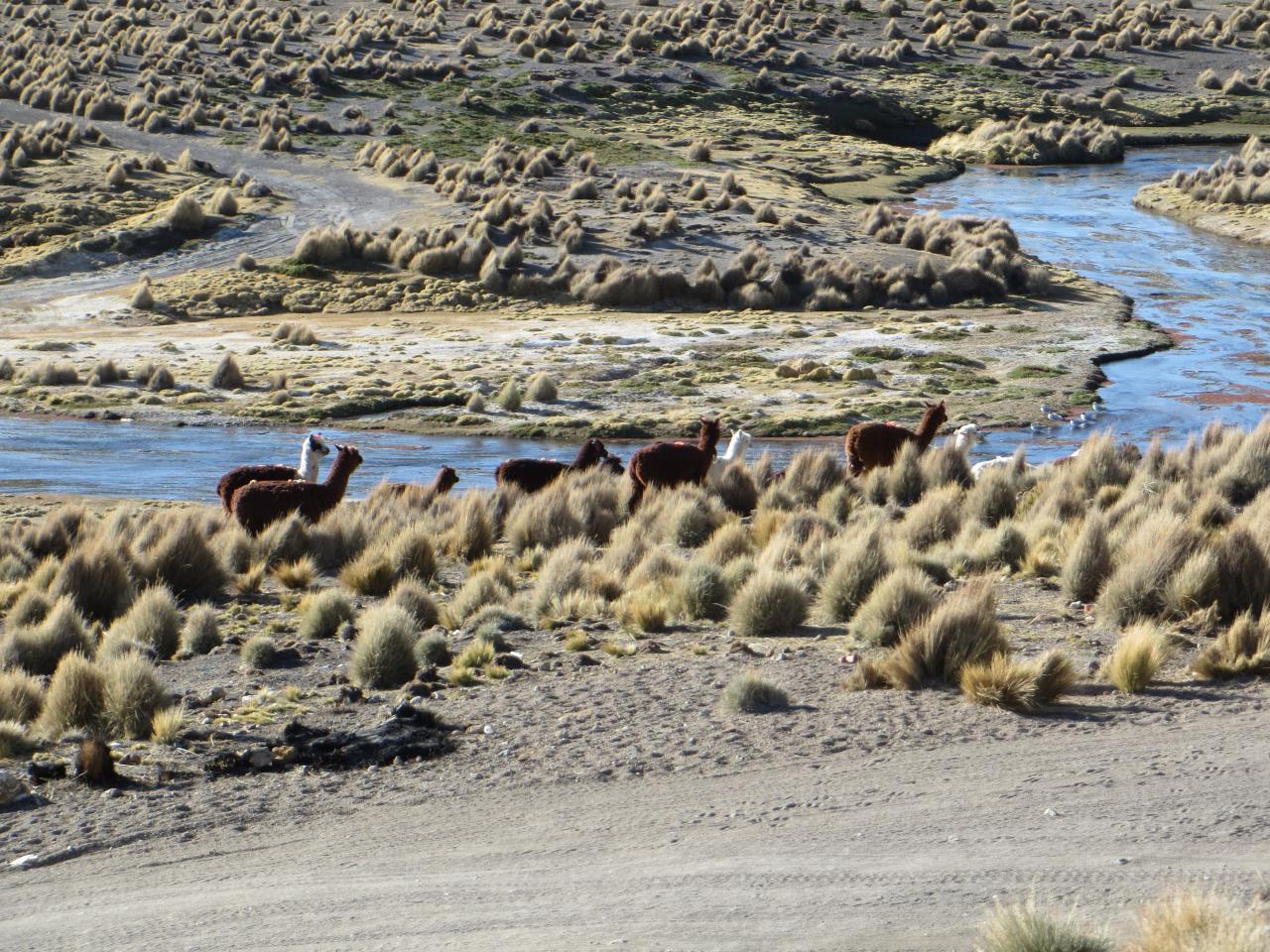 Sajama (Parc du volcan)