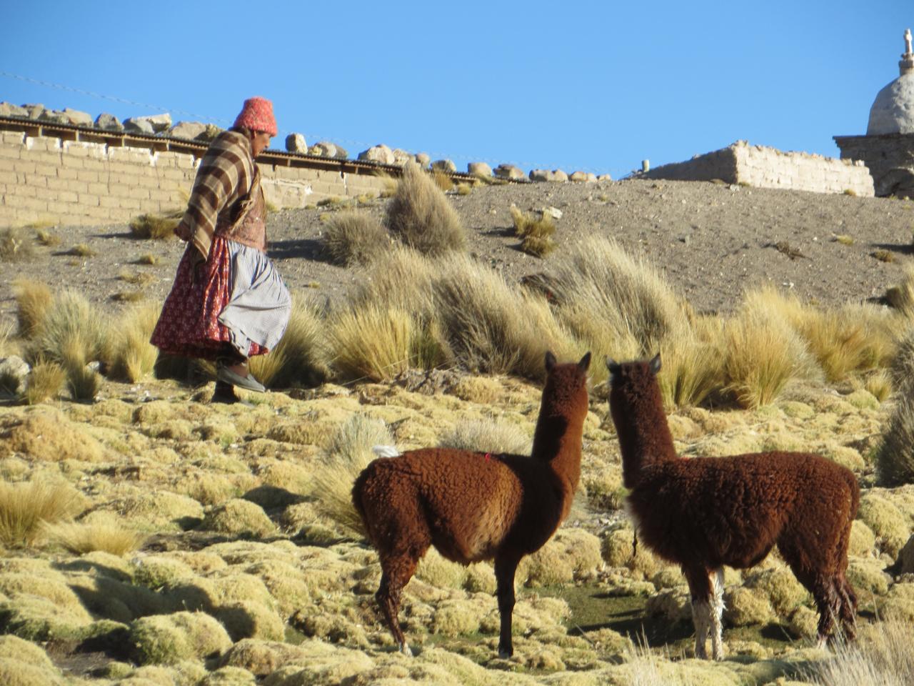 Sajama (Parc du volcan)
