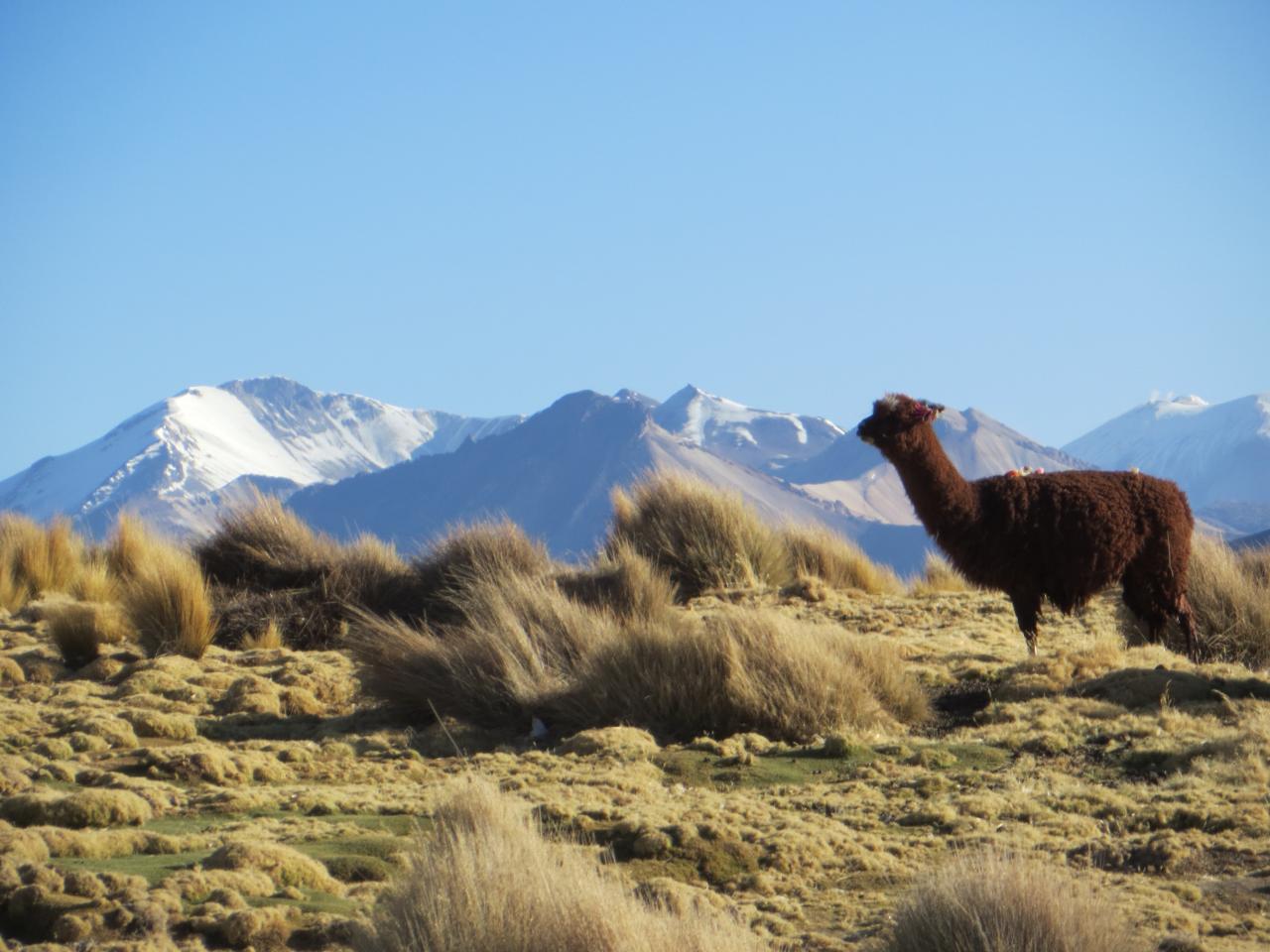 Sajama (Parc du volcan)