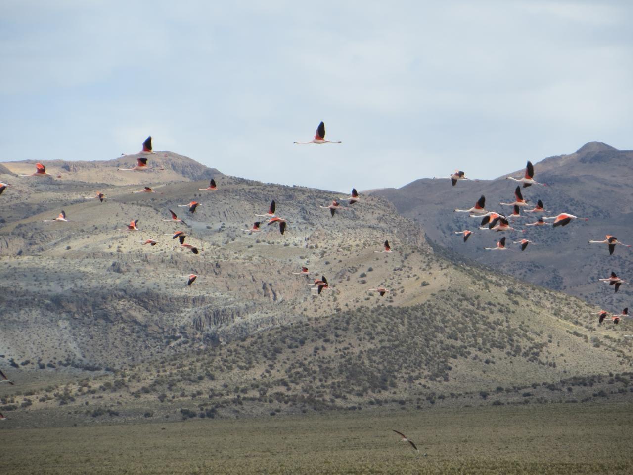 Sajama (Parc du volcan)