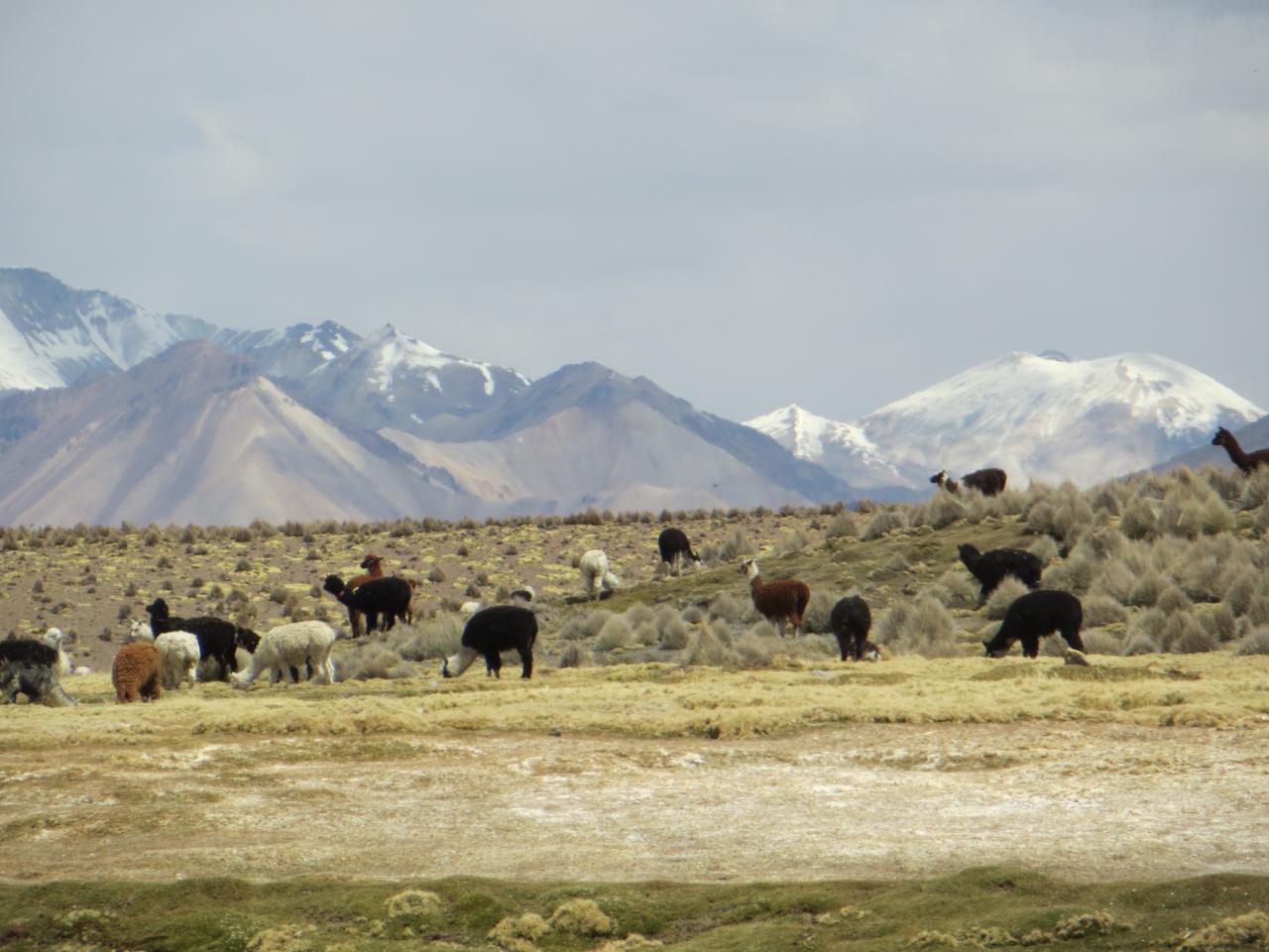 Sajama (Parc du volcan)