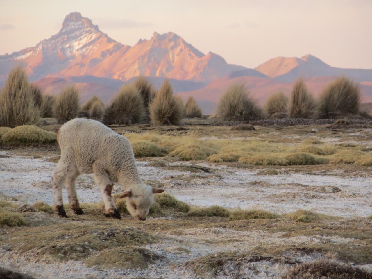 Sajama (Parc du volcan)