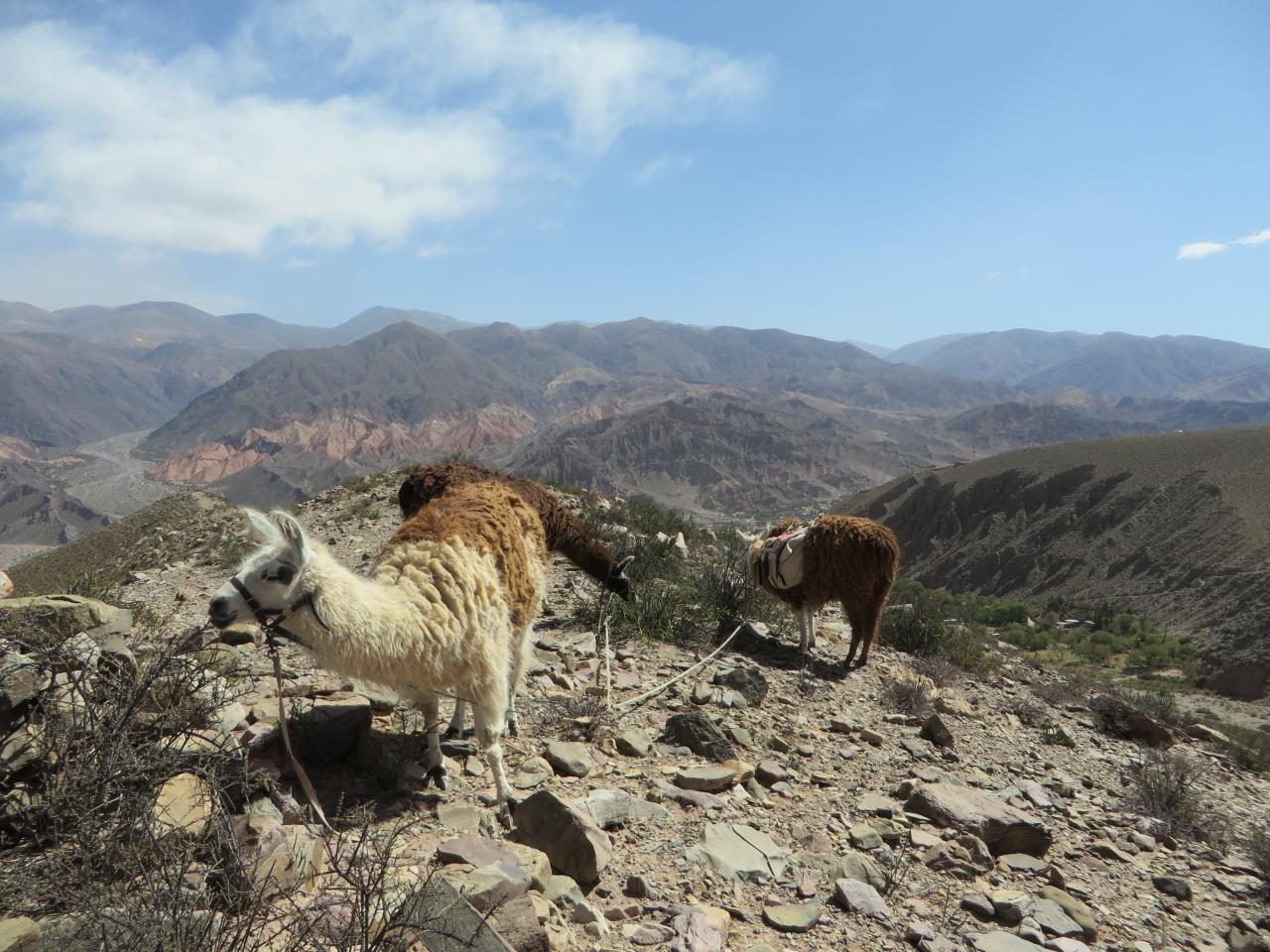 Quebrada de Humahuaca : Randonnée avec les lamas , vallée de Maímara