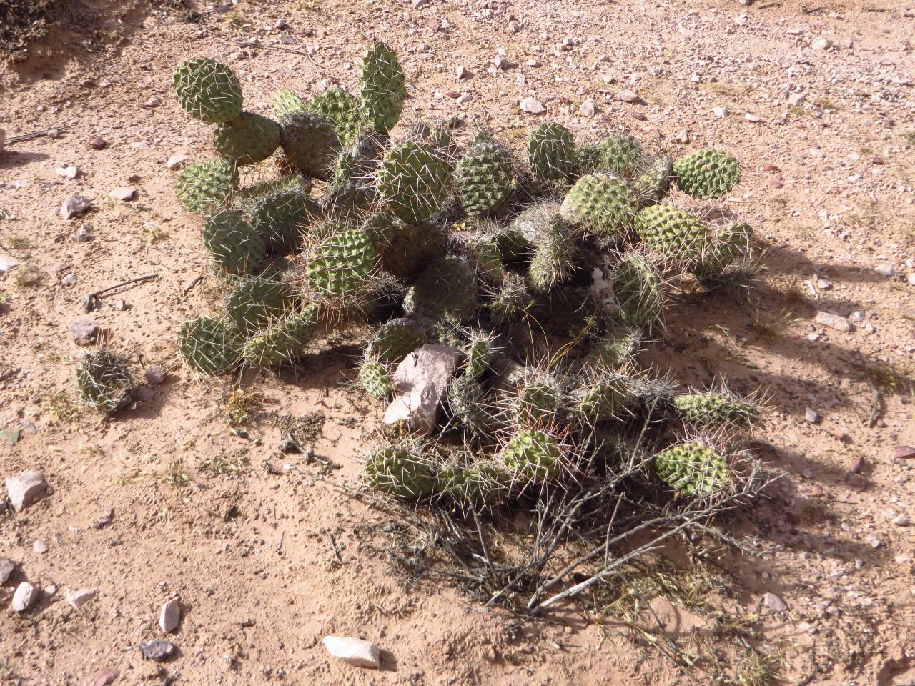 Quebrada de Humahuaca : Village de Purmamarca