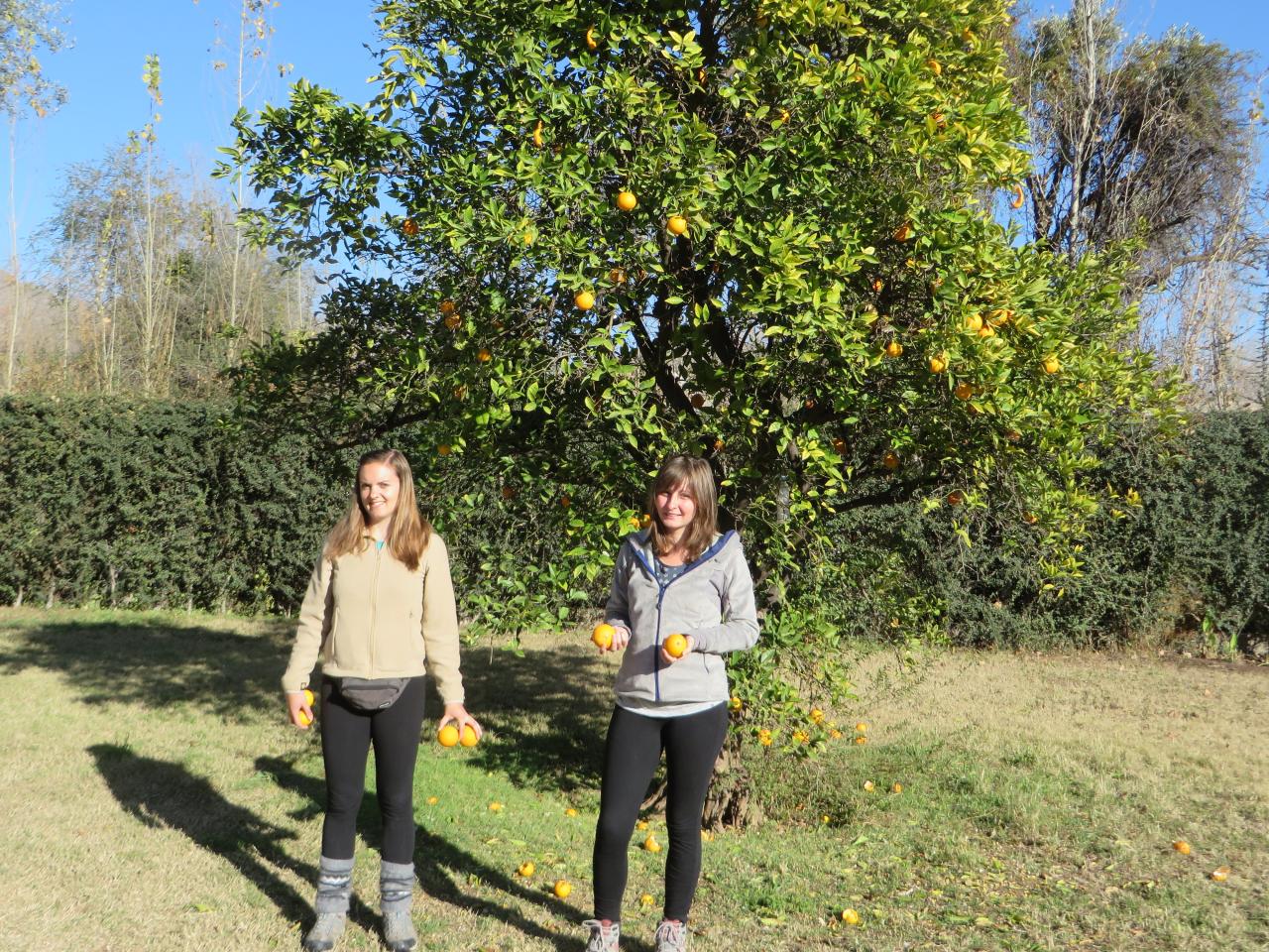 Oranges sauvages