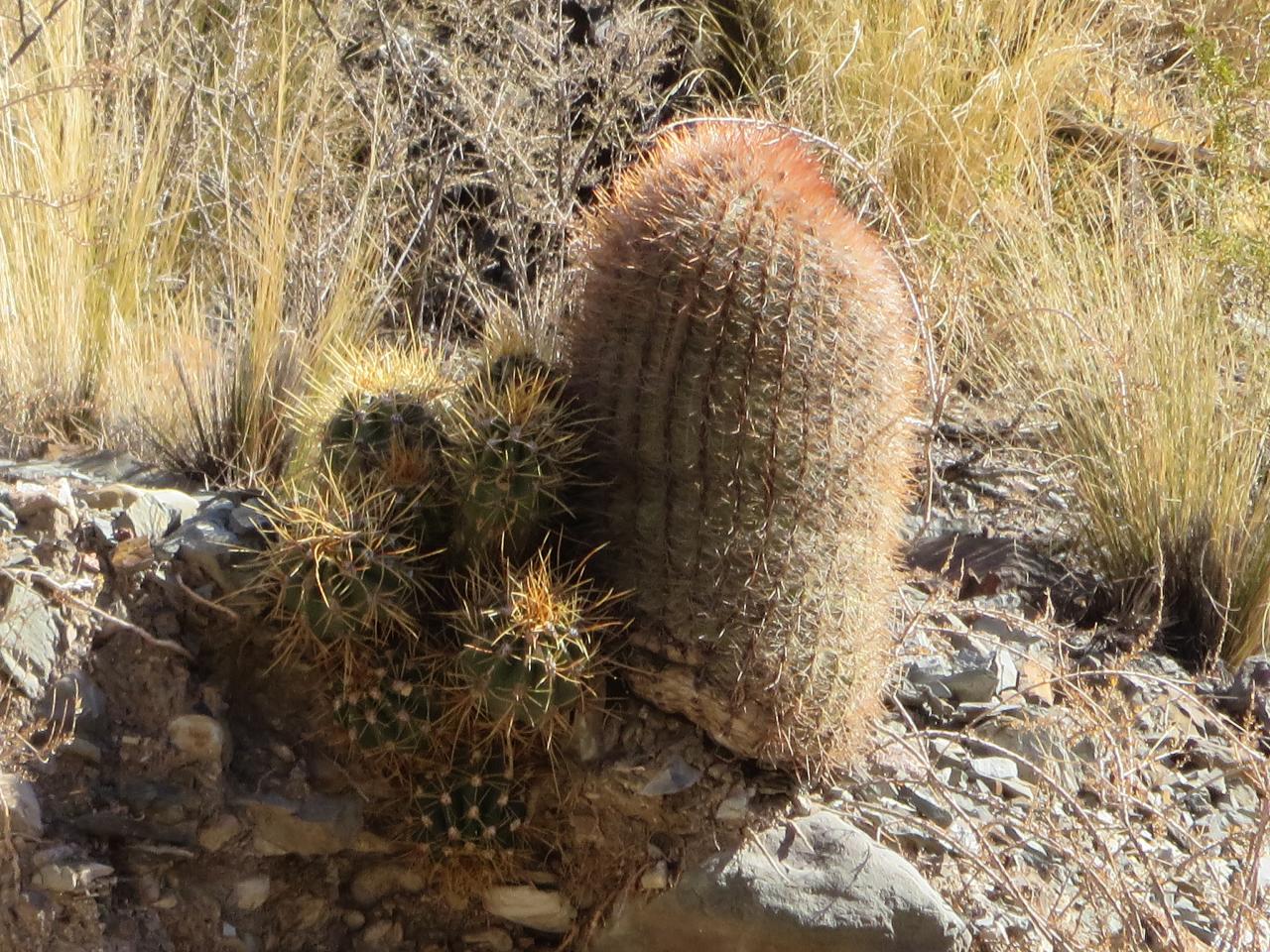 Canyon del Atuel 