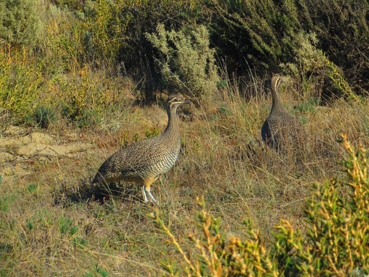 Peninsula Valdès & Tour en bâteau