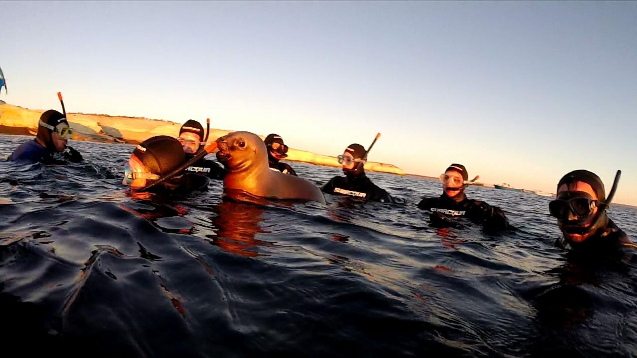 Plongée avec Lions de mer