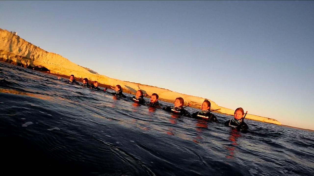 Plongée avec Lions de mer