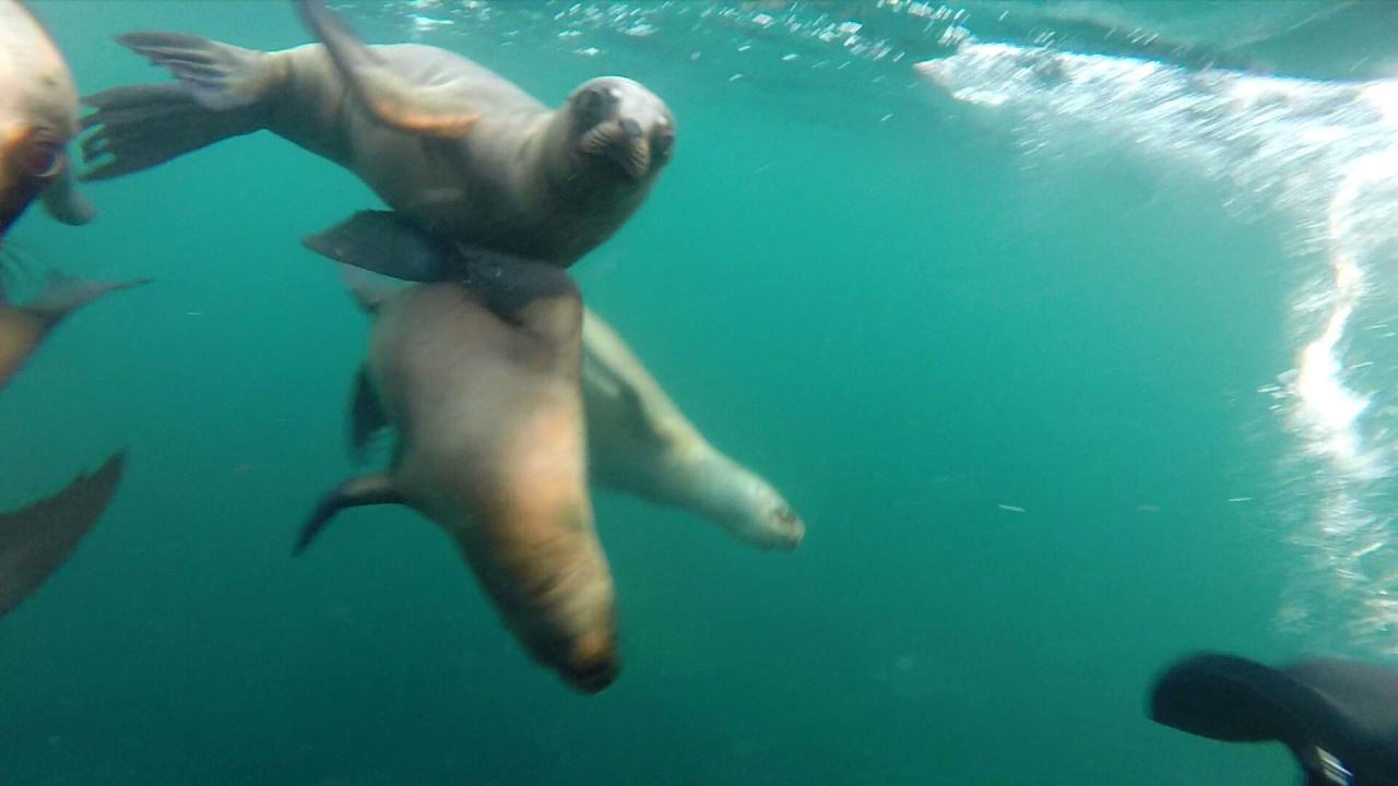 Plongée avec Lions de mer