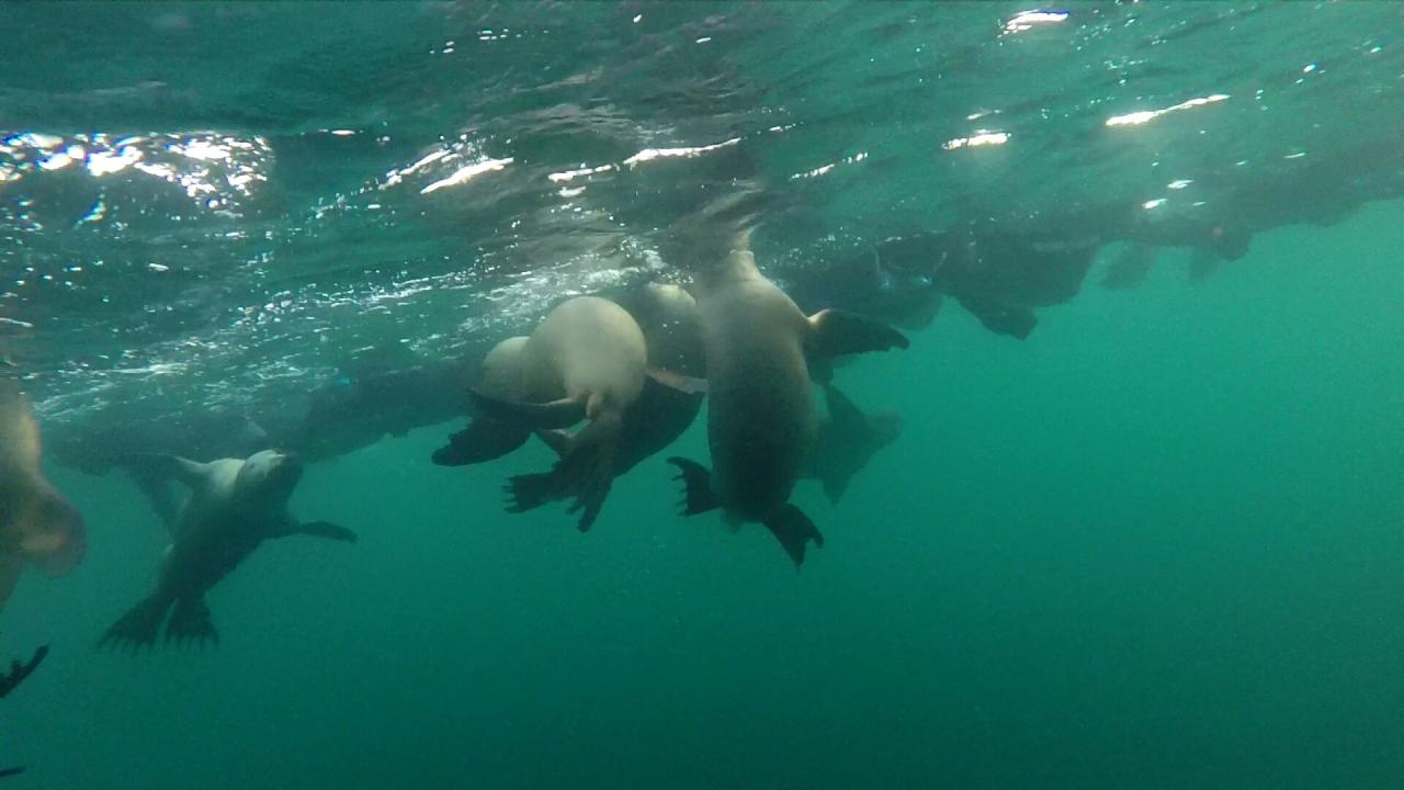 Plongée avec Lions de mer