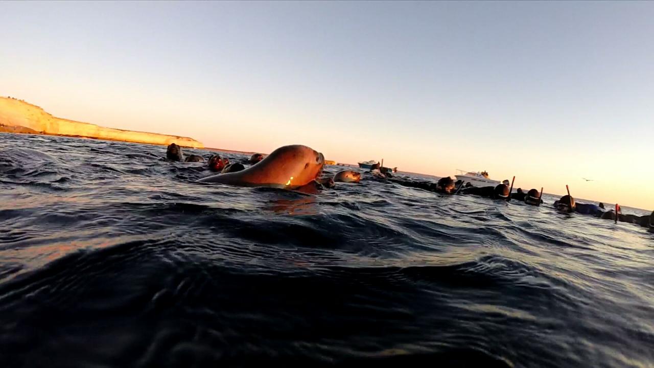 Plongée avec Lions de mer