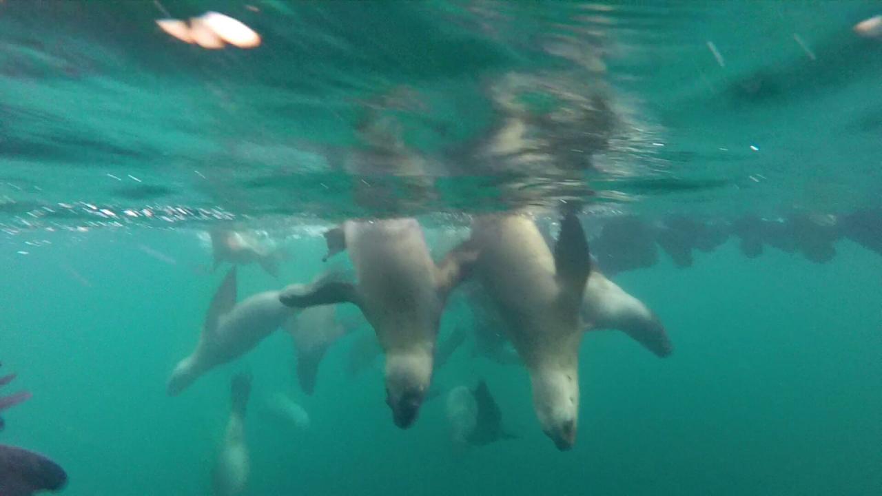 Plongée avec Lions de mer