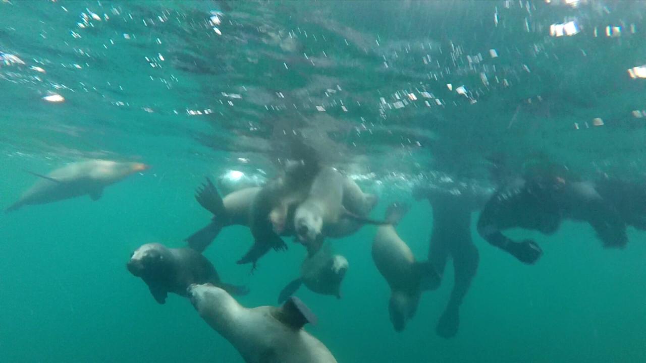 Plongée avec Lions de mer