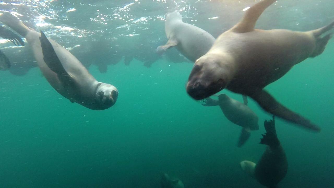 Plongée avec Lions de mer