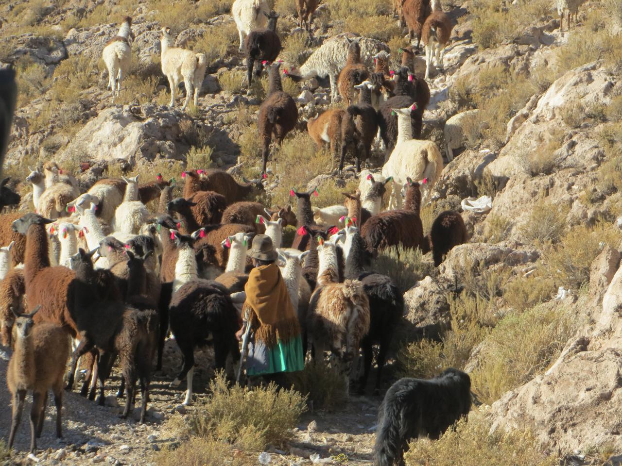 Salar Uyuni & Sud Lipez  (113)