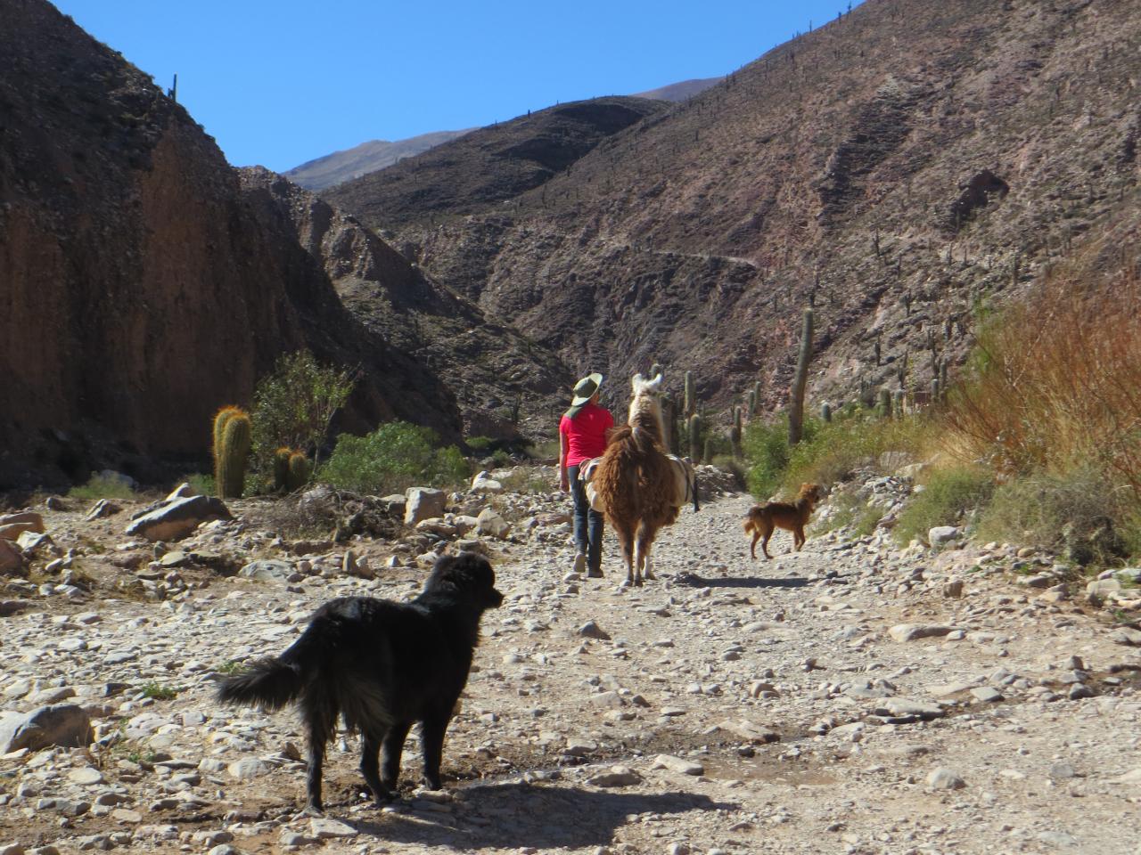 Quebrada de Humahuaca : Randonnée avec les lamas , vallée de Maímara