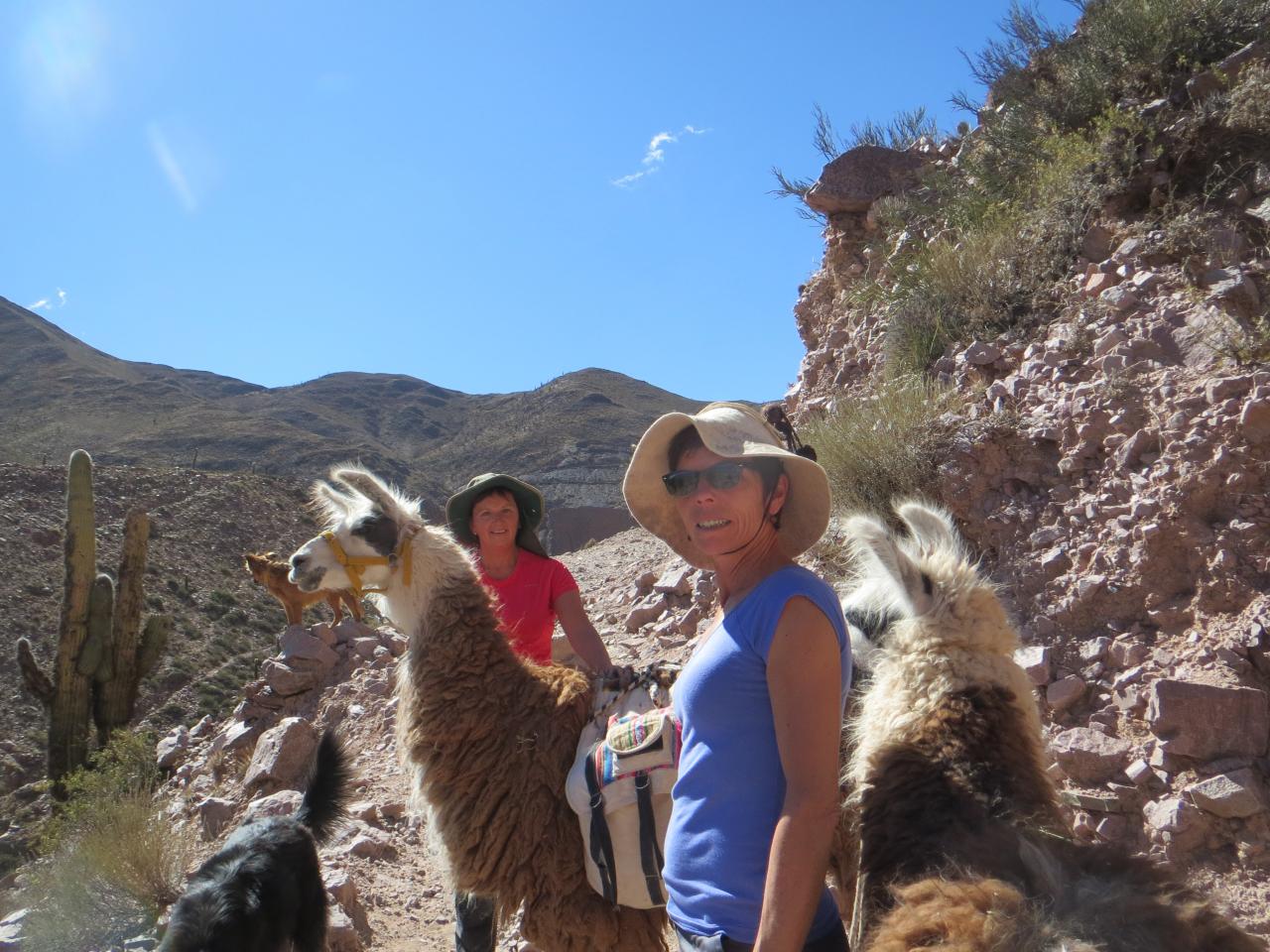 Quebrada de Humahuaca : Randonnée avec les lamas , vallée de Maímara