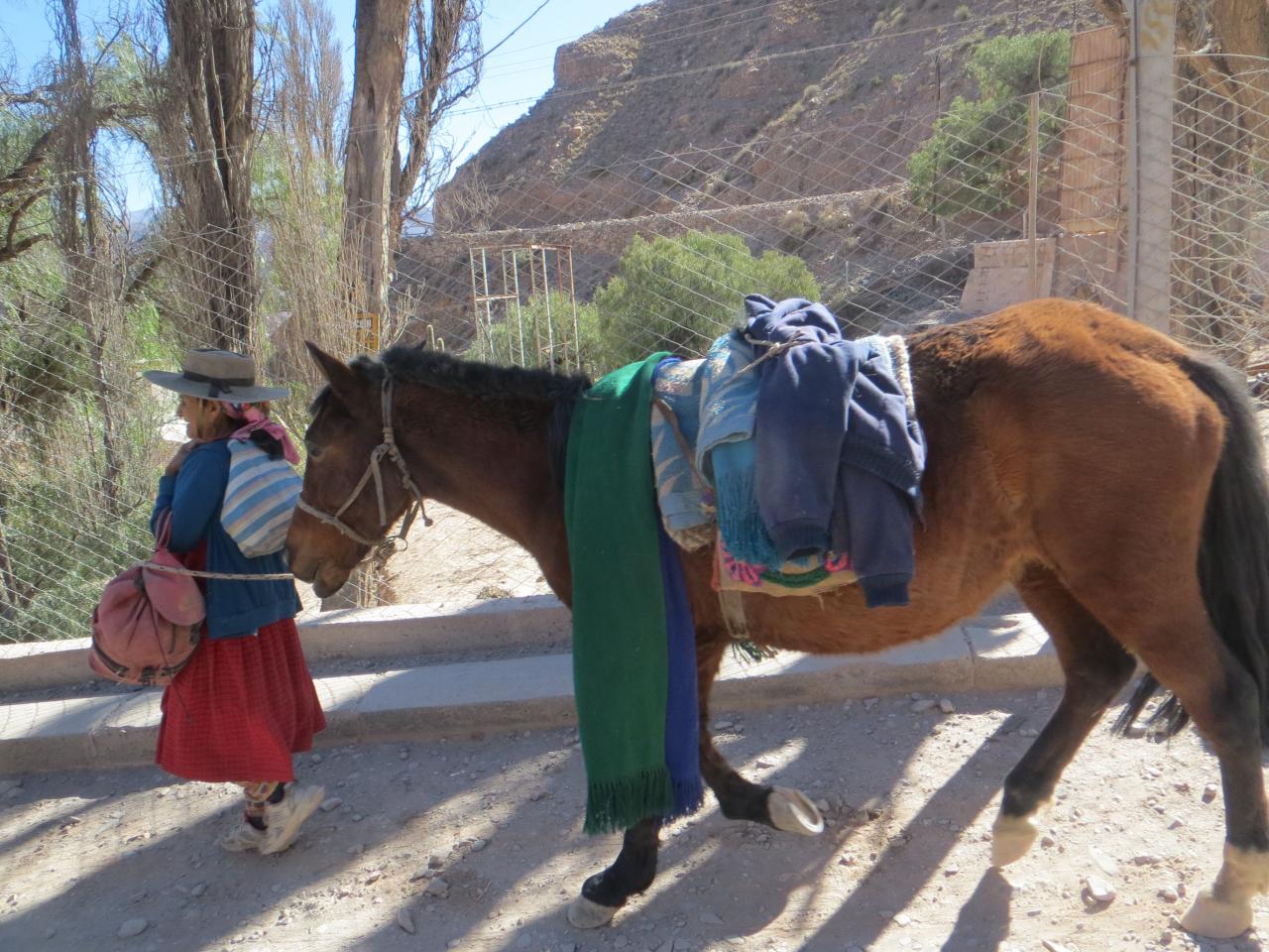 Quebrada de Humahuaca : Randonnée avec les lamas , vallée de Maímara