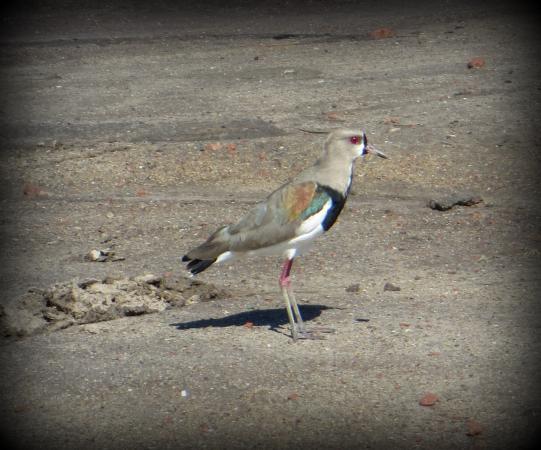 Img 5518 001
