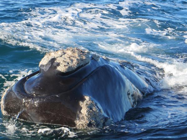Peninsula valdes tour en bateau 28 juillet 32