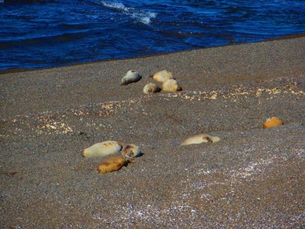 Peninsula valdes tour en bateau 28 juillet 53