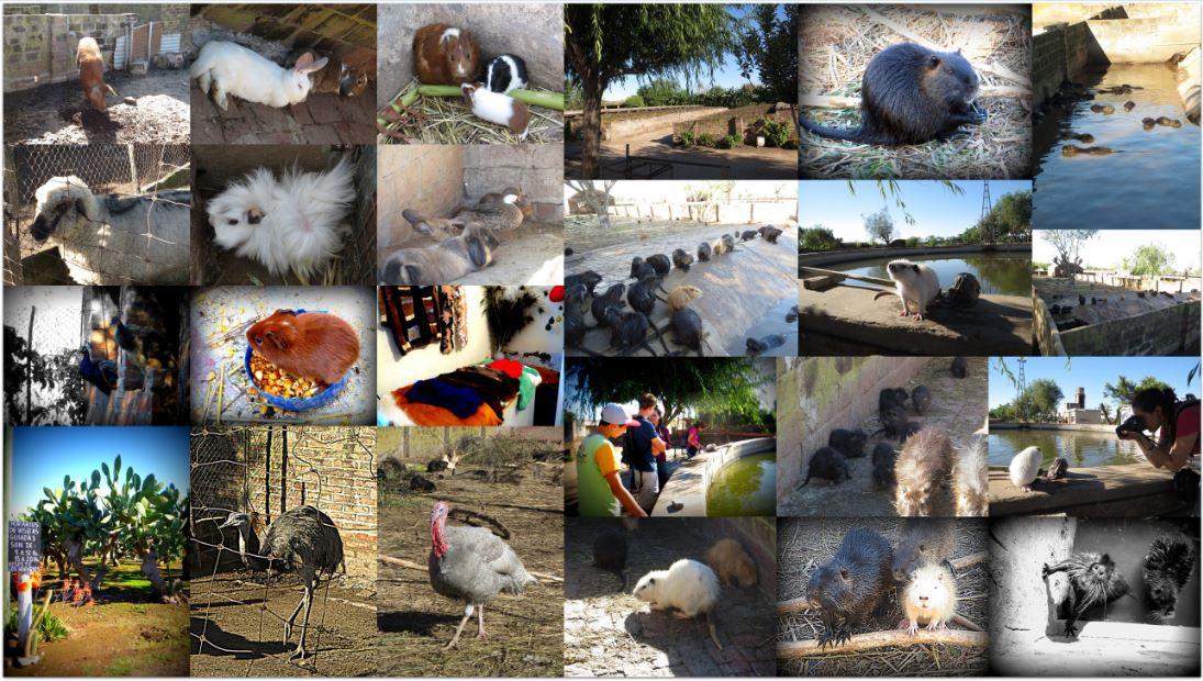 Visite ferme
